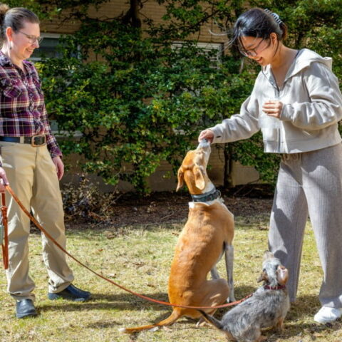 Two people playing with their pet dogs.
